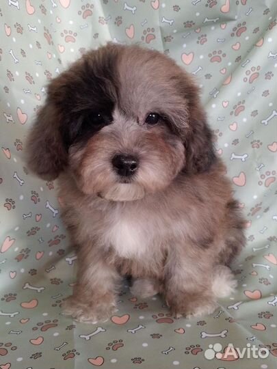 Бишпу мраморный