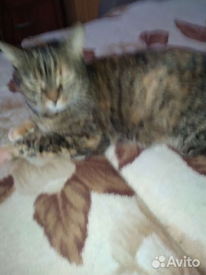 Кошка в дар бесплатно