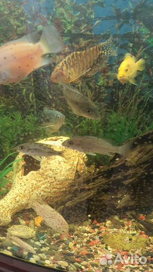 Аквариумные рыбки