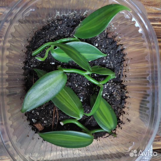 Орхидея ваниль