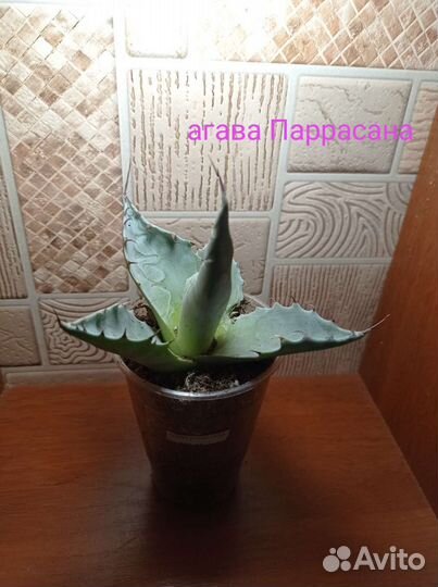Агава разные сорта