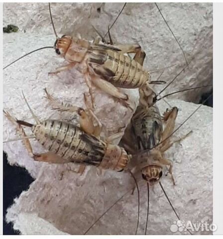 Живые насекомые