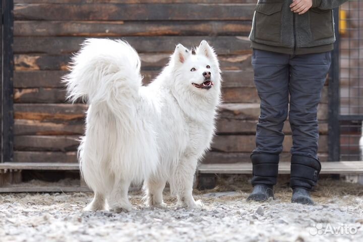 Якутская лайка