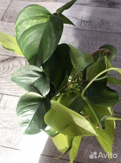 Сциндаптусы