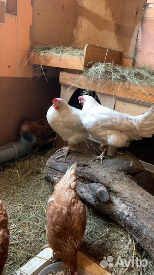 Куры несушки продам