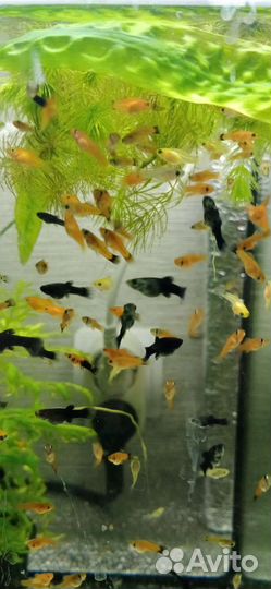 Аквариумные рыбки