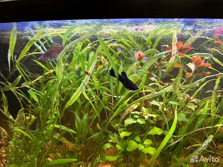 Аквариум
