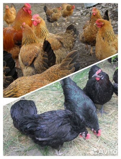 Куры цыплята