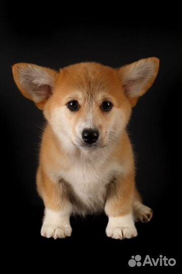 Продаются щенки