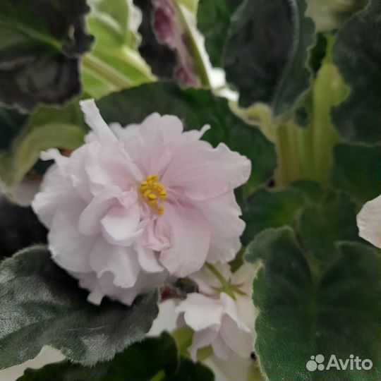 Фиалки, спатифиллум, герань