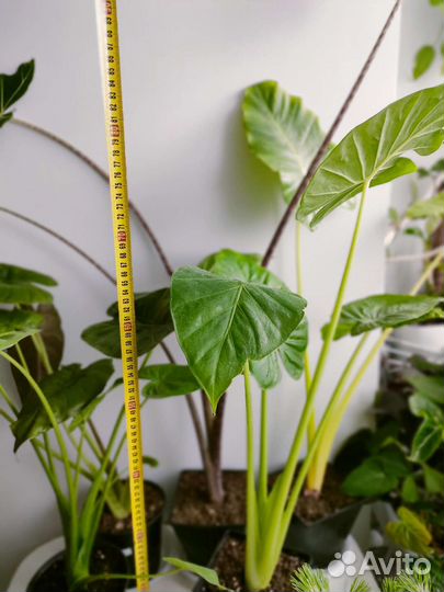 Алоказия сариан