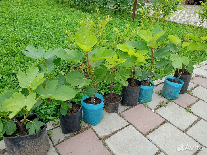 Инжира саженцы. Саженцы инжира