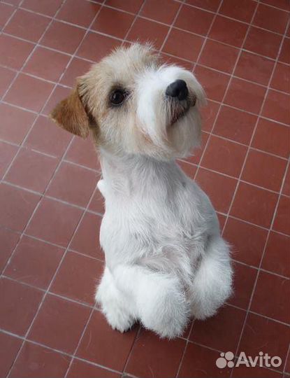 Тримминг джек рассел терьеров и такс