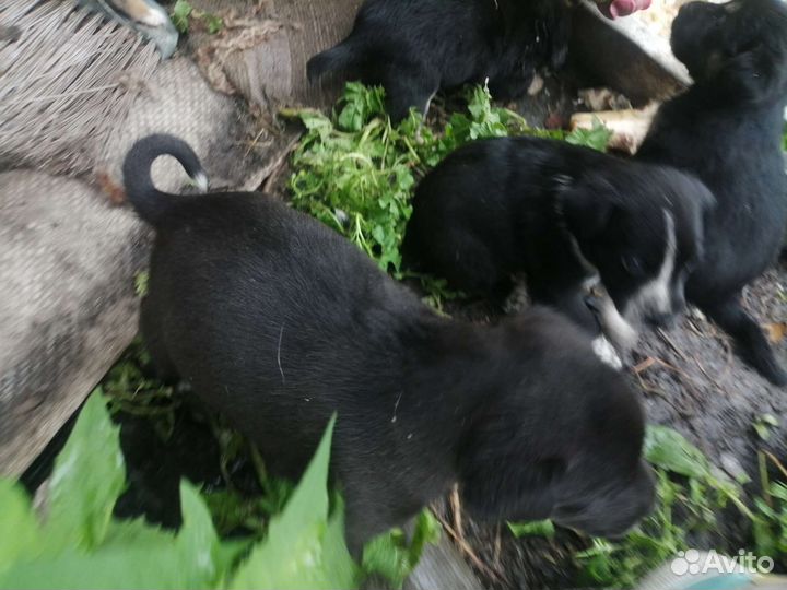 Собаки бесплатно