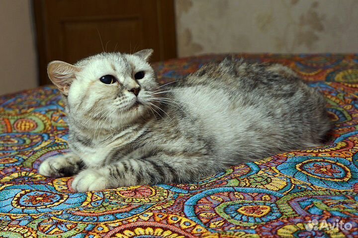 Кошка Викки добрые руки