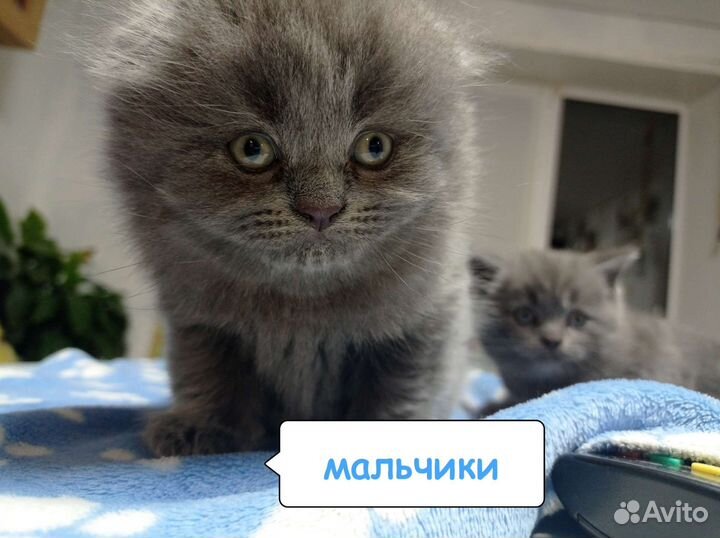 Шотландские котята