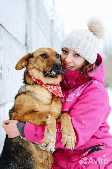 Собака Забава