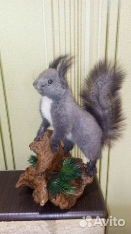 Чучело байкальской белки