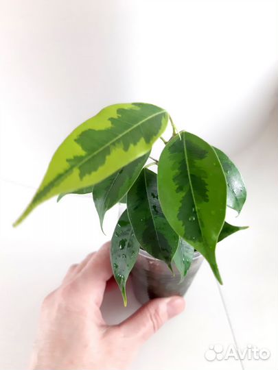 Фикусы Рубигиноза вар.,Ирен,Регидан