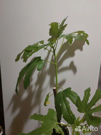 Саженцы инжира