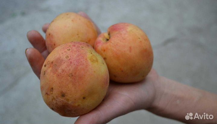 Саженцы Гигантского Абрикоса