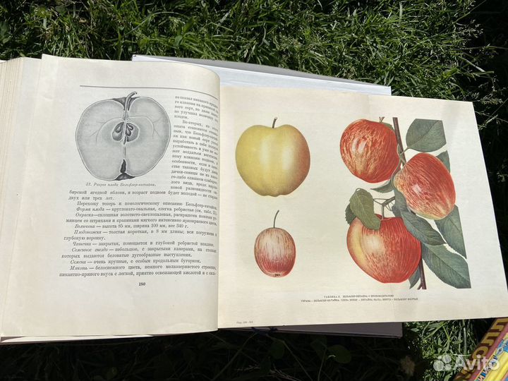 Мичурин, книга 1949г