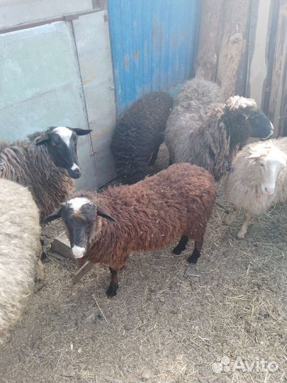 Овцы ягнята козы поросята крс