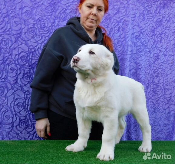 Белая красивая девочка