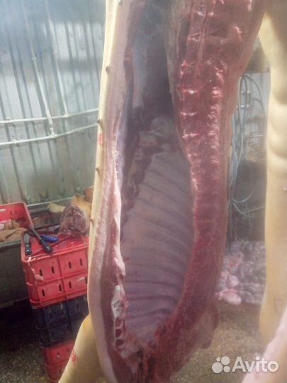 Продам мясо свинина