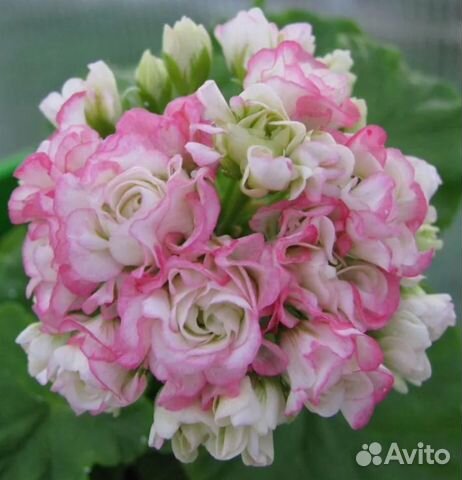 Пеларгония Apple Blossom Rosebud купить в Санкт-Петербурге | Товары для ...