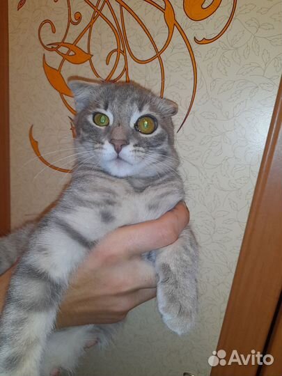 Кошка в дар