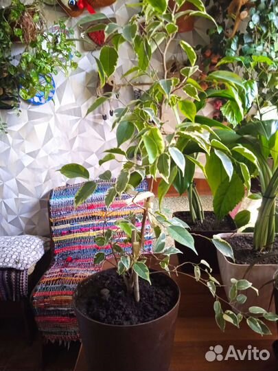 Бенджамина