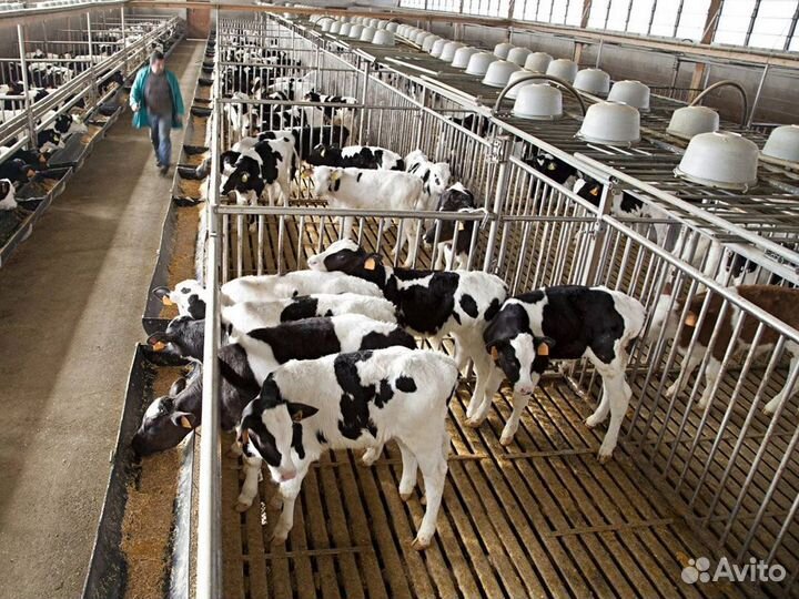 Бычки и телята на откорм, мясные породы