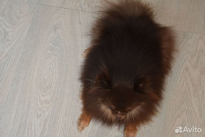 Шпиц -очаровательная куколка в любящие руки