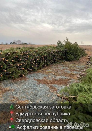 Сосна сентябрьская новогодняя оптом