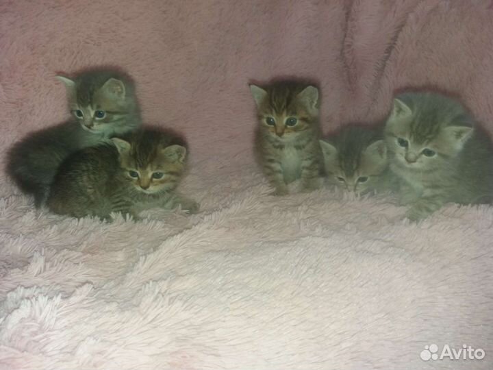 Шотландские котята