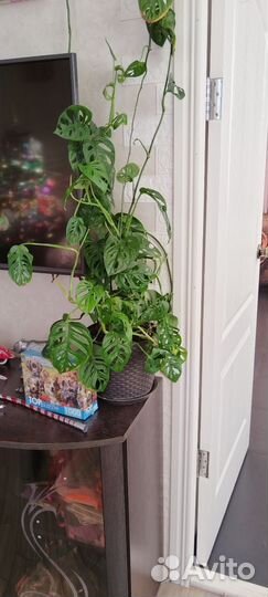 Монстера манки