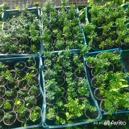 Саженцы ягодных культур. Опт и розница