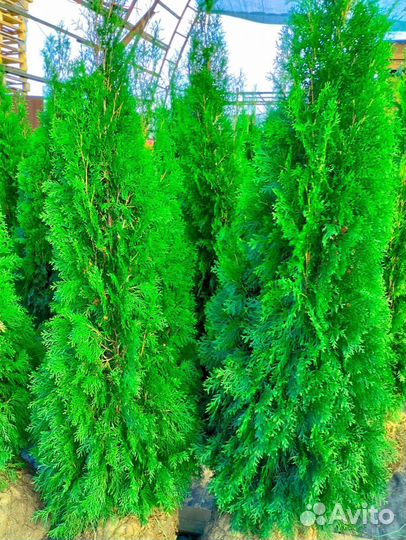 Ель голубая Глаука Саженцы туя Смаргад Брабант Кед
