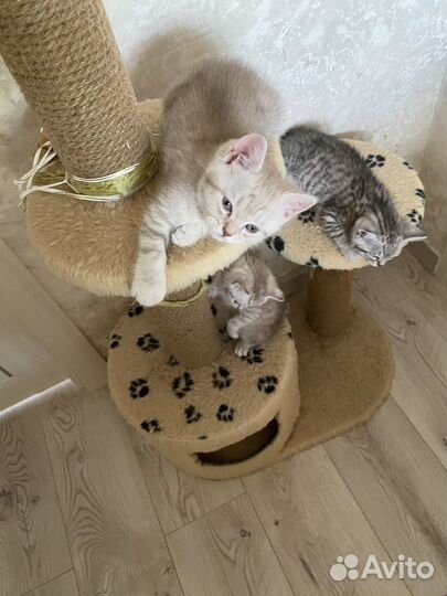Британские котята