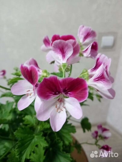 Королевская пеларгония