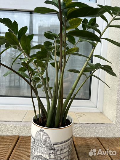 Замиокулькас в кашпо H&M