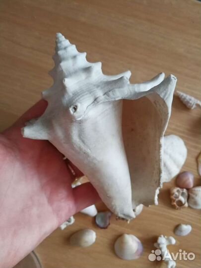 Морские ракушки раковины