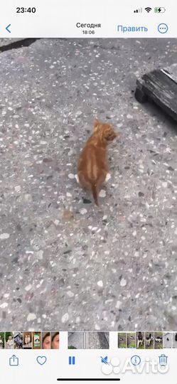 Котята отдам бесплатно