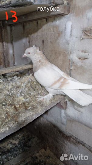 Продажа голубей