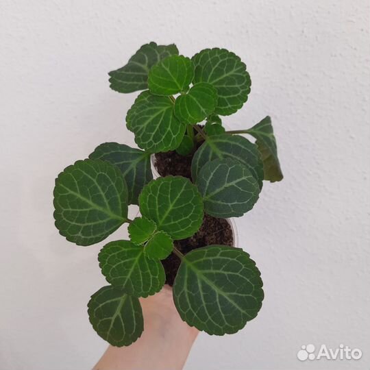 Комнатные цветы Плектрантус