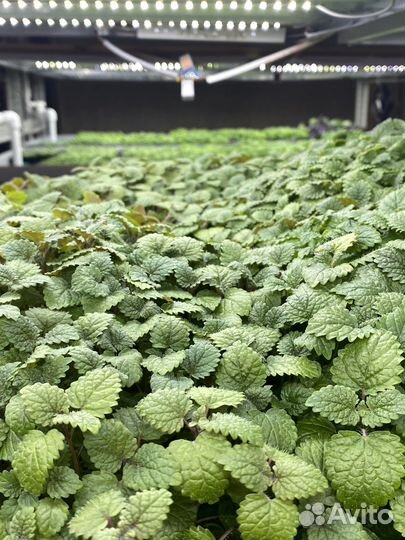 Мелисса лимонная свежая зелень