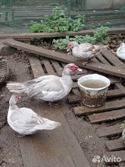 Инкубационные яйцо индоуток