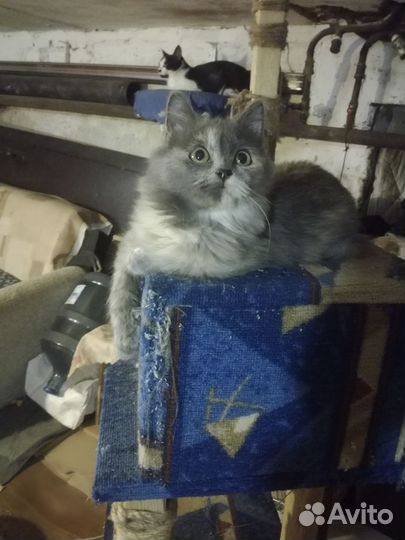 Котёнок девочка в добрые руки