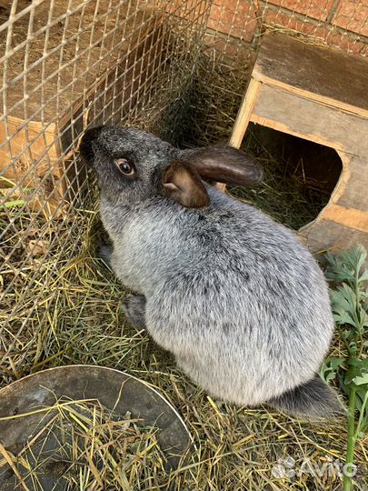 Самцы породы полтавское серебро